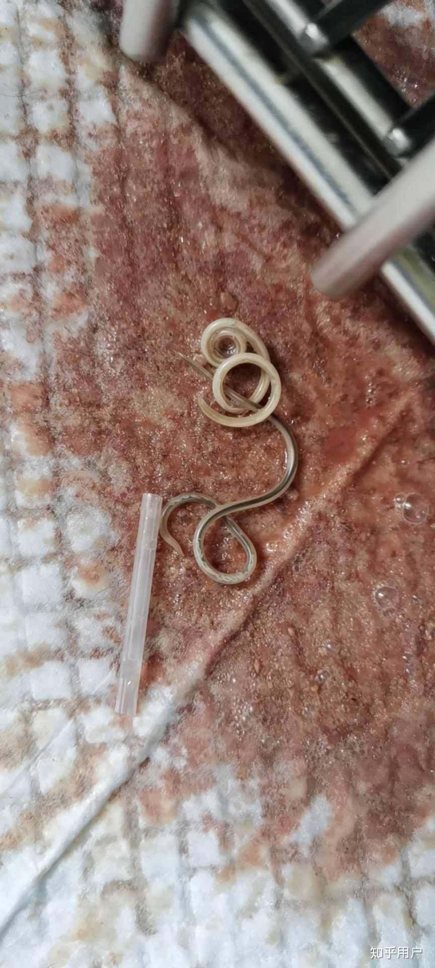 猫肛门里出来白色的虫子怎么办不会是弓形虫吧如果是寄生虫会传染给人