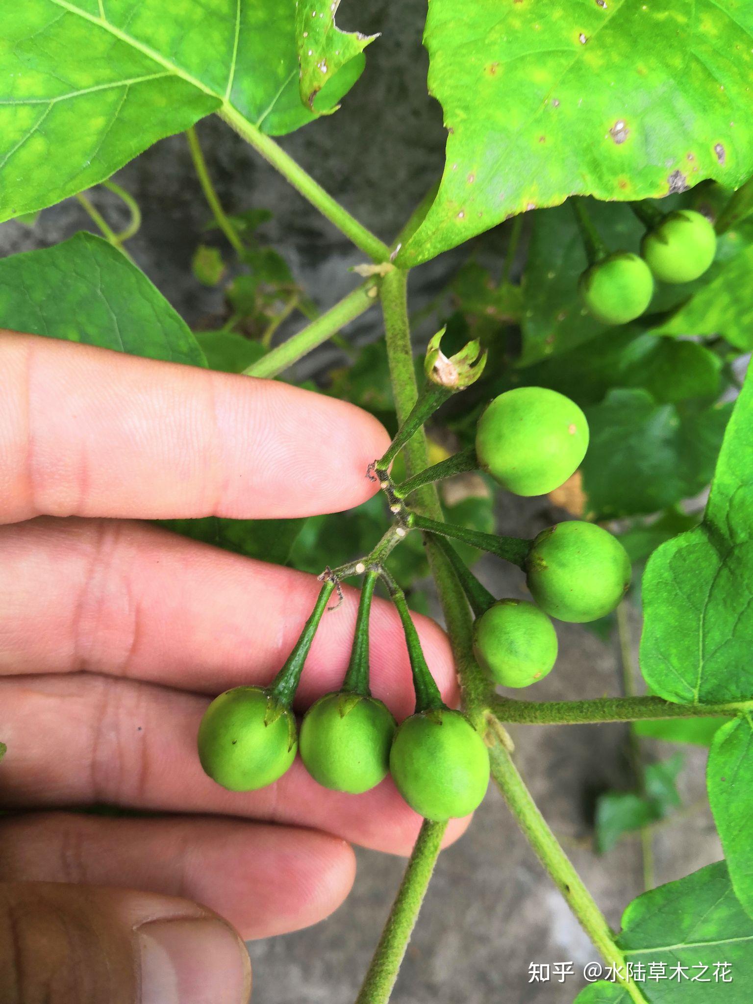 想知道荜澄茄和龙葵是同一种植物吗? - 知乎
