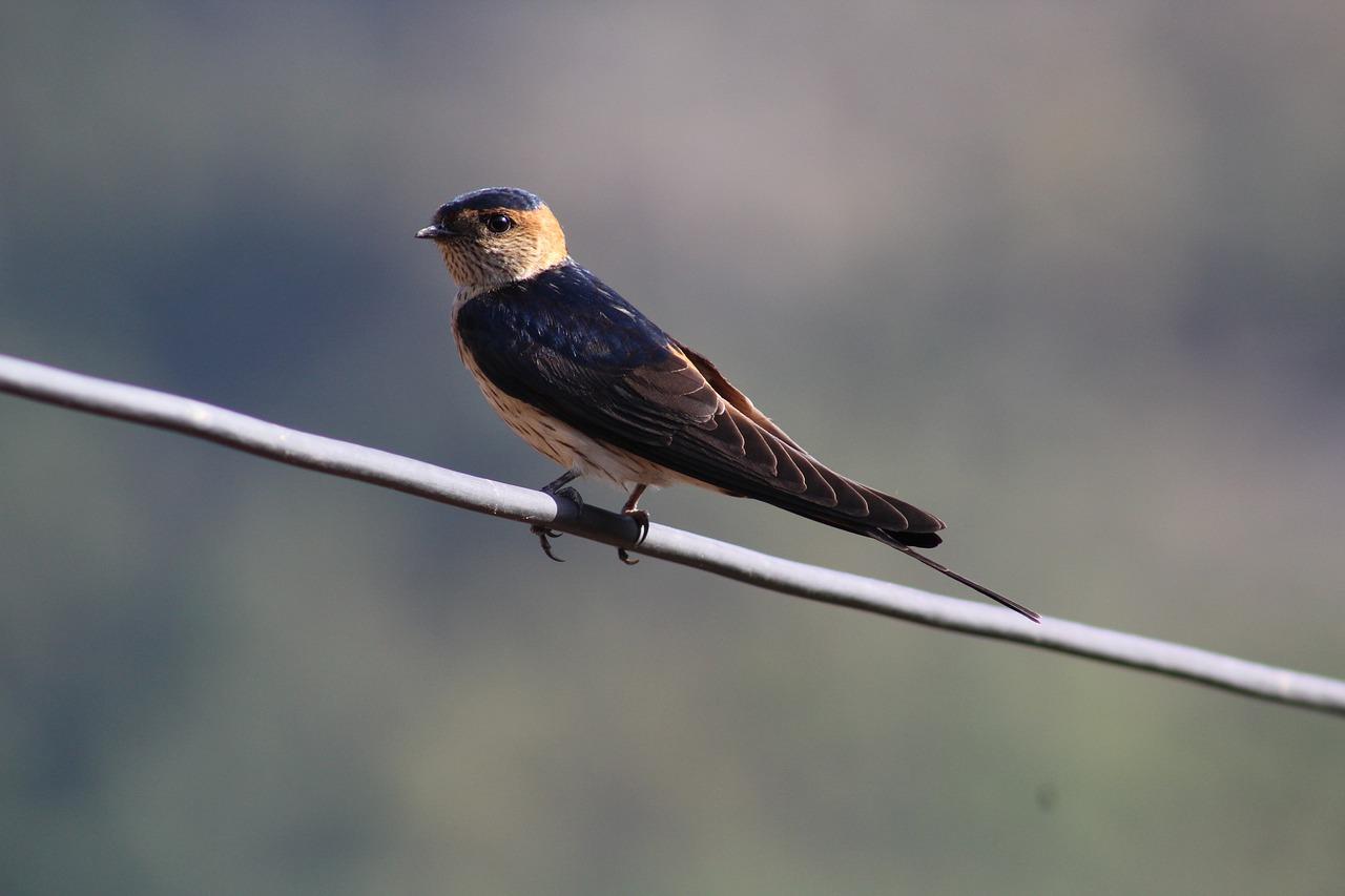 燕子的住宅怎么样