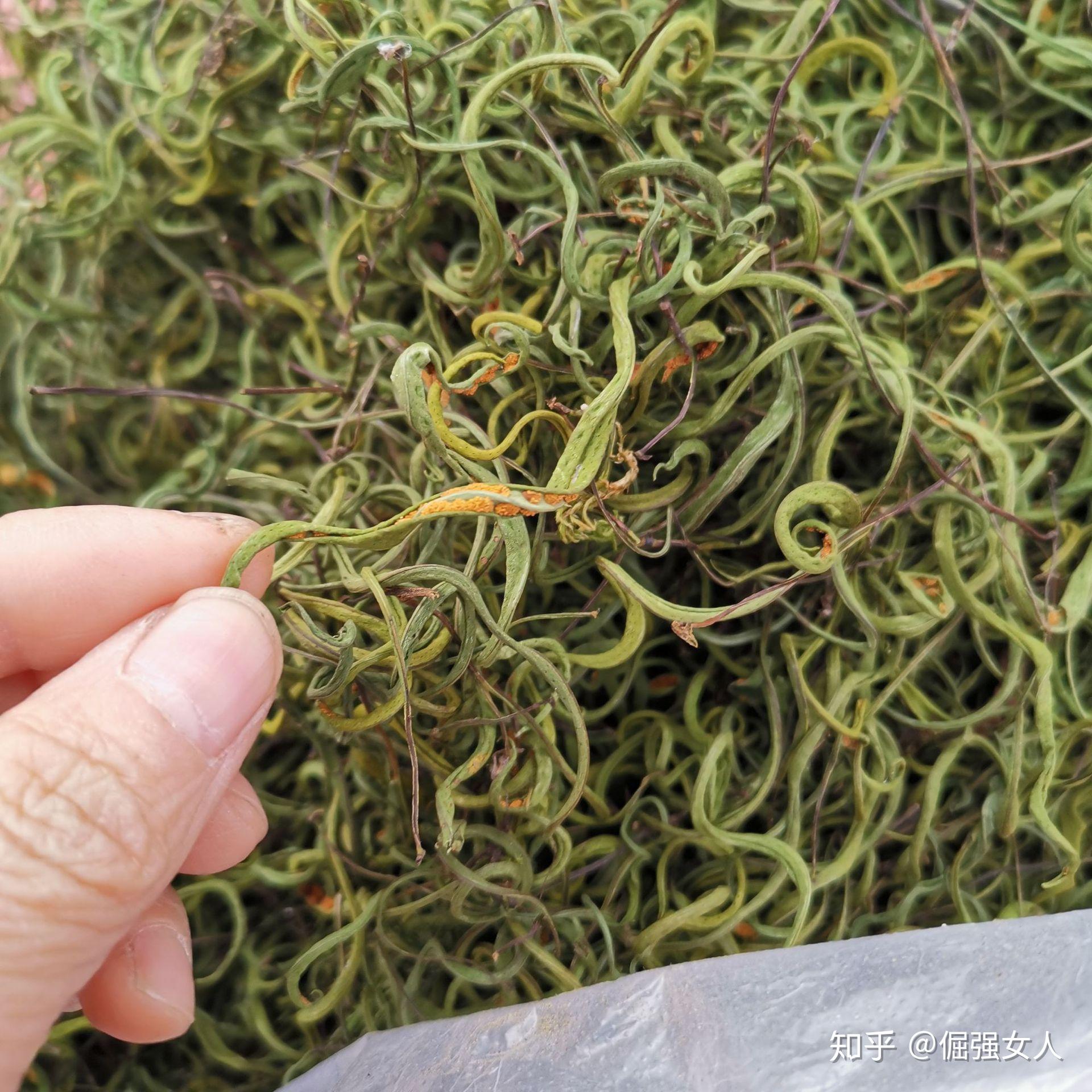 长白山肾精茶是什么,效果怎么样? - 知乎