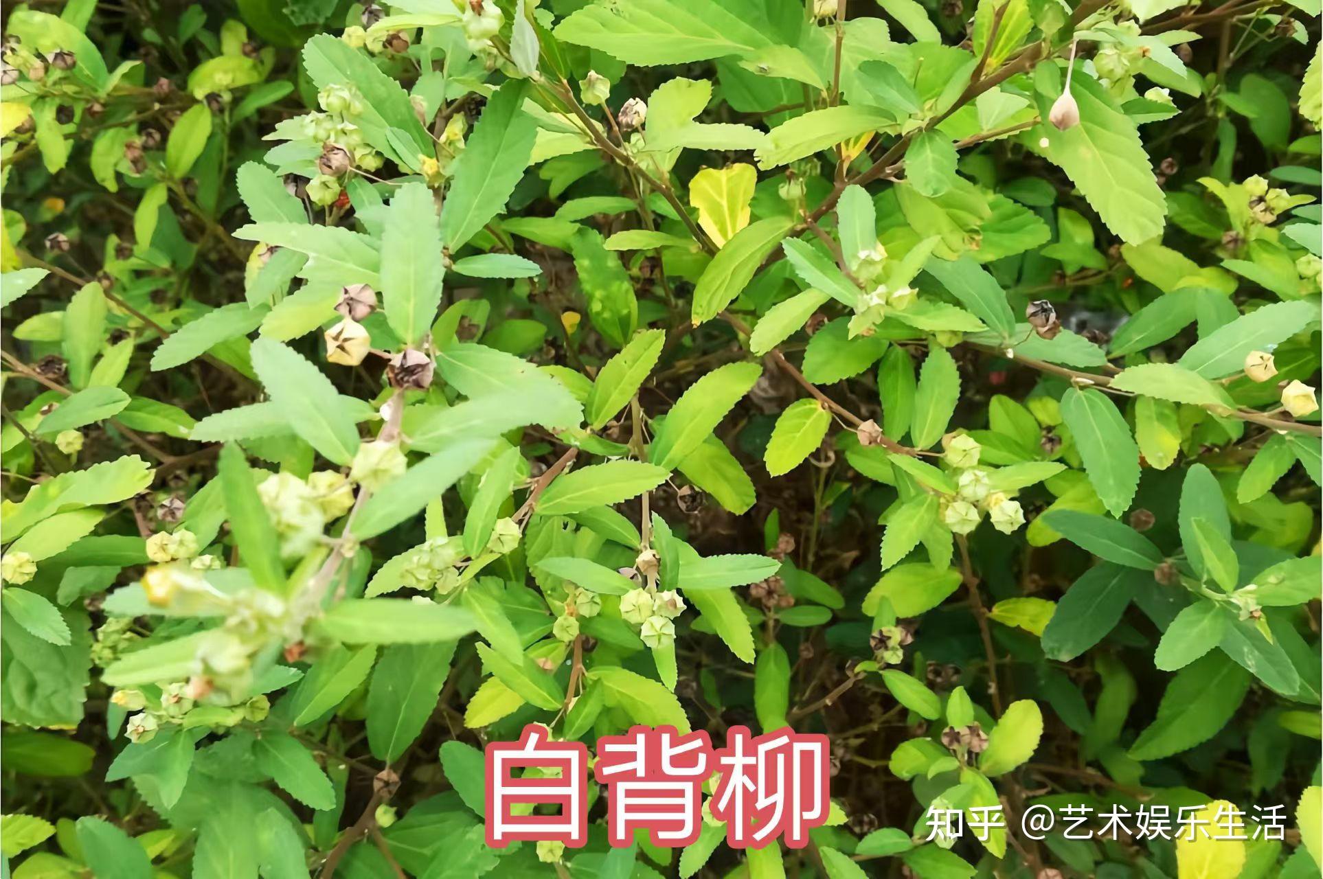 杨柳科植物有哪些 - 知乎