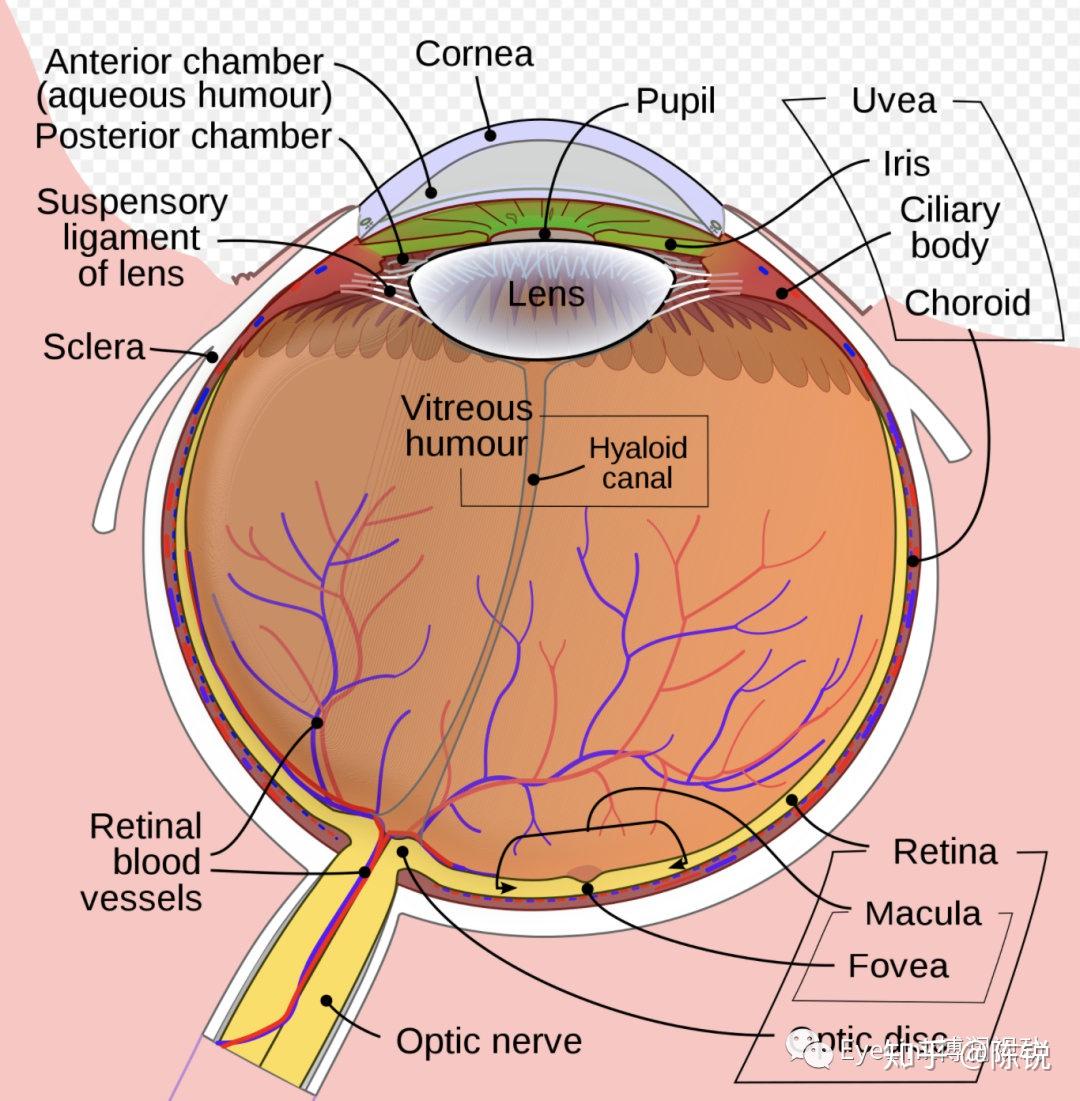 瞳孔-角膜追踪技术方法(Pupil-CR) - 知乎