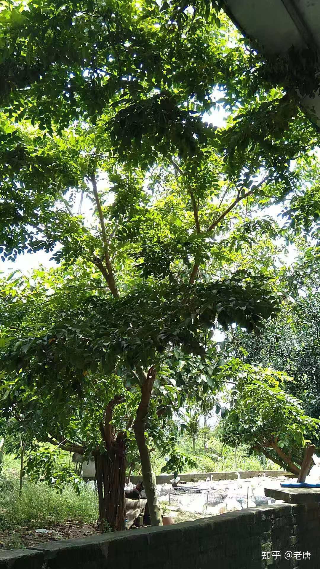 有没有看见过海南黄花梨大树的(附照片)? - 知乎