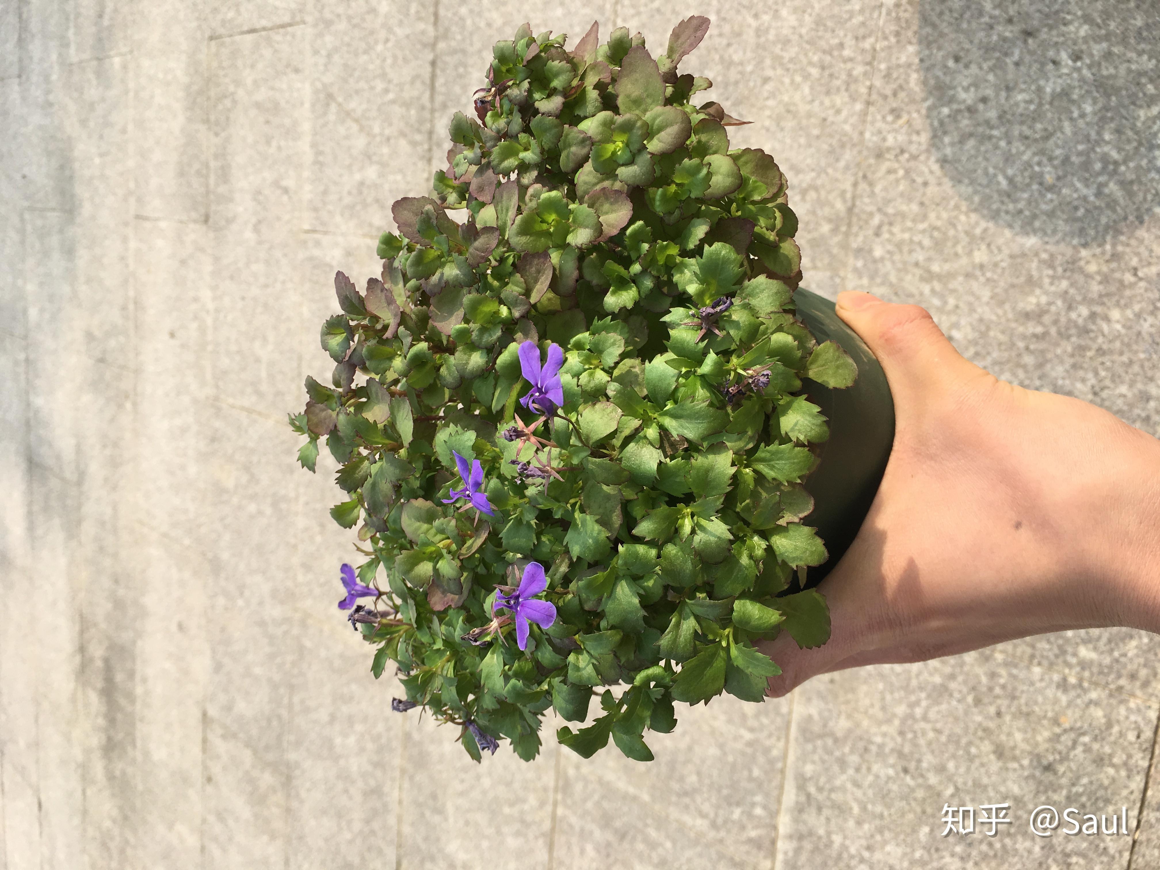 六倍利怎么种呀有没有幼苗的实图