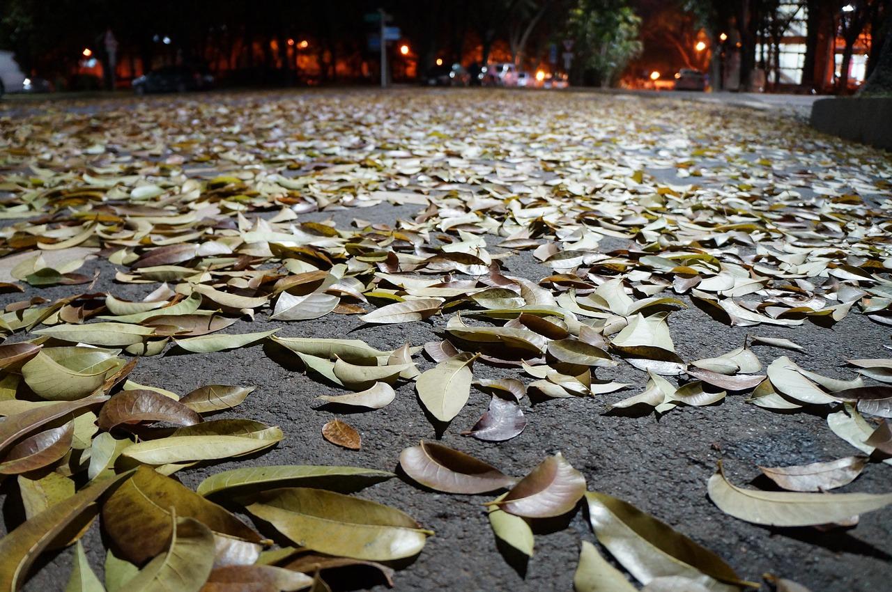 4. 树木生长周期