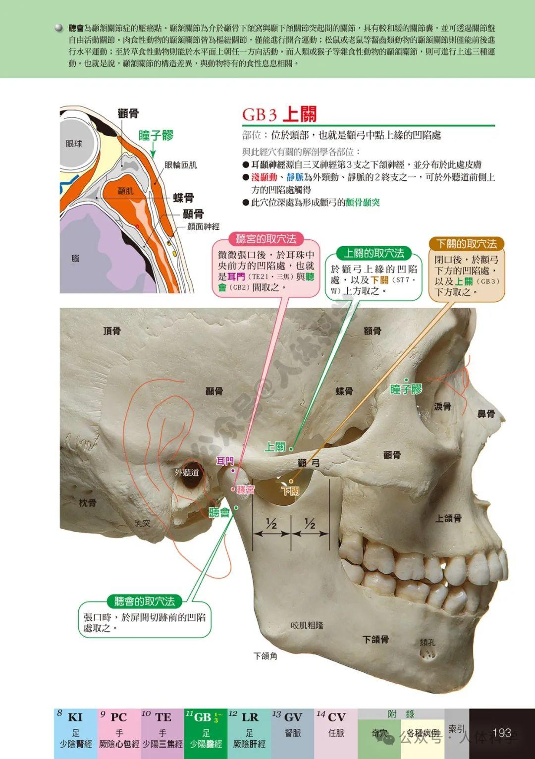 【经穴科学】中医解剖学全身穴位高清图示④ - 知乎
