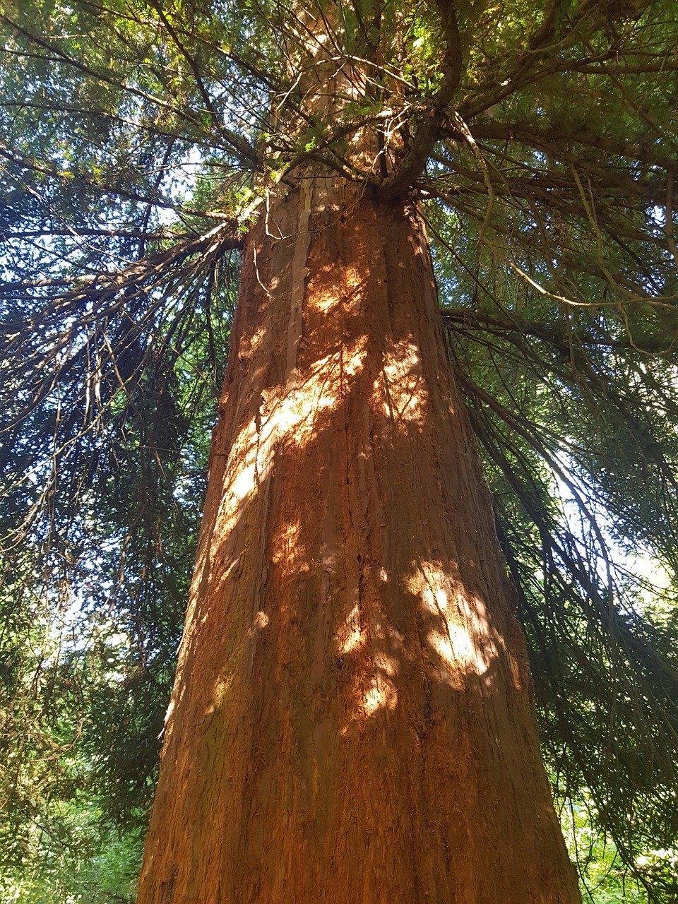 5. 龙骨花适宜土壤