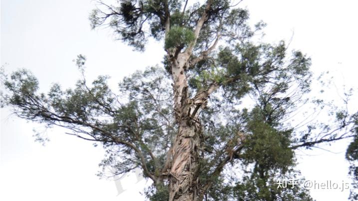 終是釋槐遇藍桉只留青鷓獨歸去什麼意思