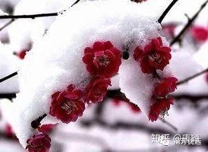 疏影横斜水清浅，暗香浮动月黄昏——梅花- 知乎