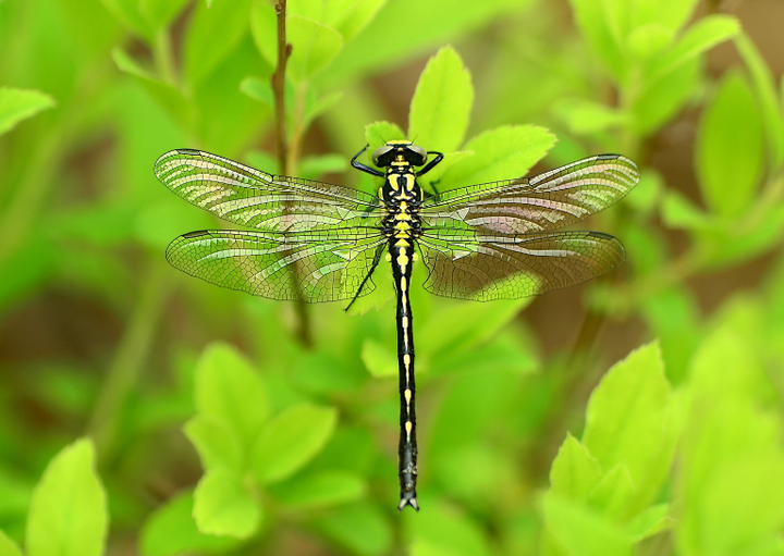 动物界全系列差翅亚目春蜓科下华春蜓