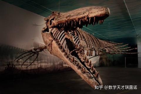 霍夫曼沧龙的体长有多长 - 知乎