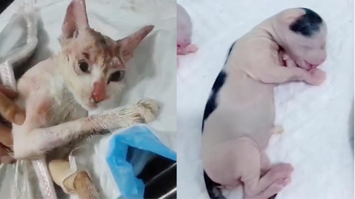 我国历年发生虐猫行为一览 知乎 我国历年发生虐猫行为一览 知乎