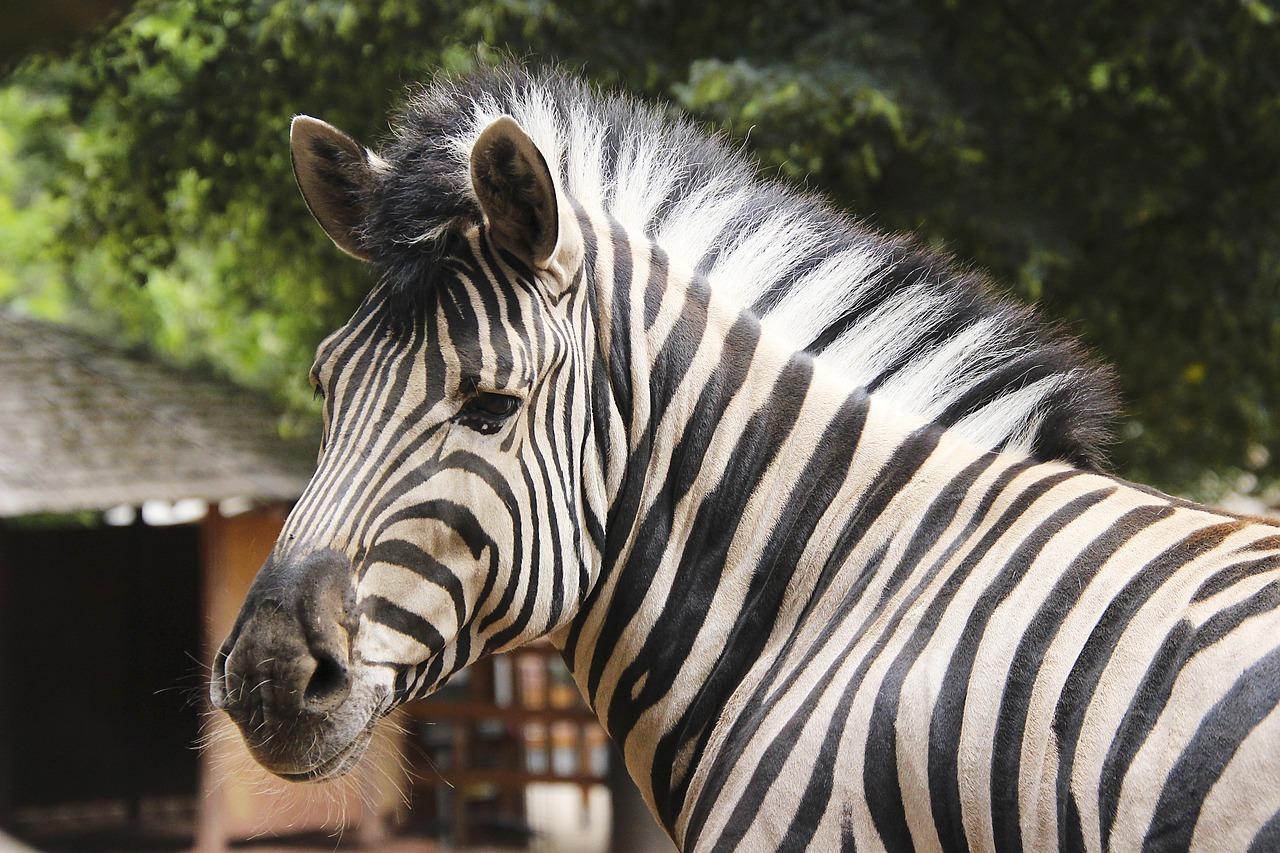斑马有什么特点