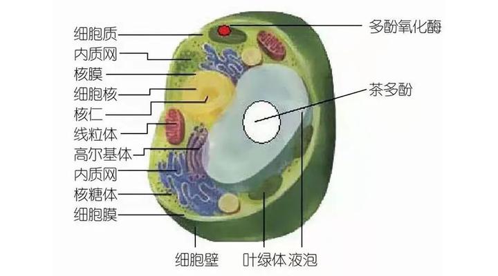 茶多酚- 知乎 茶多酚- 知乎