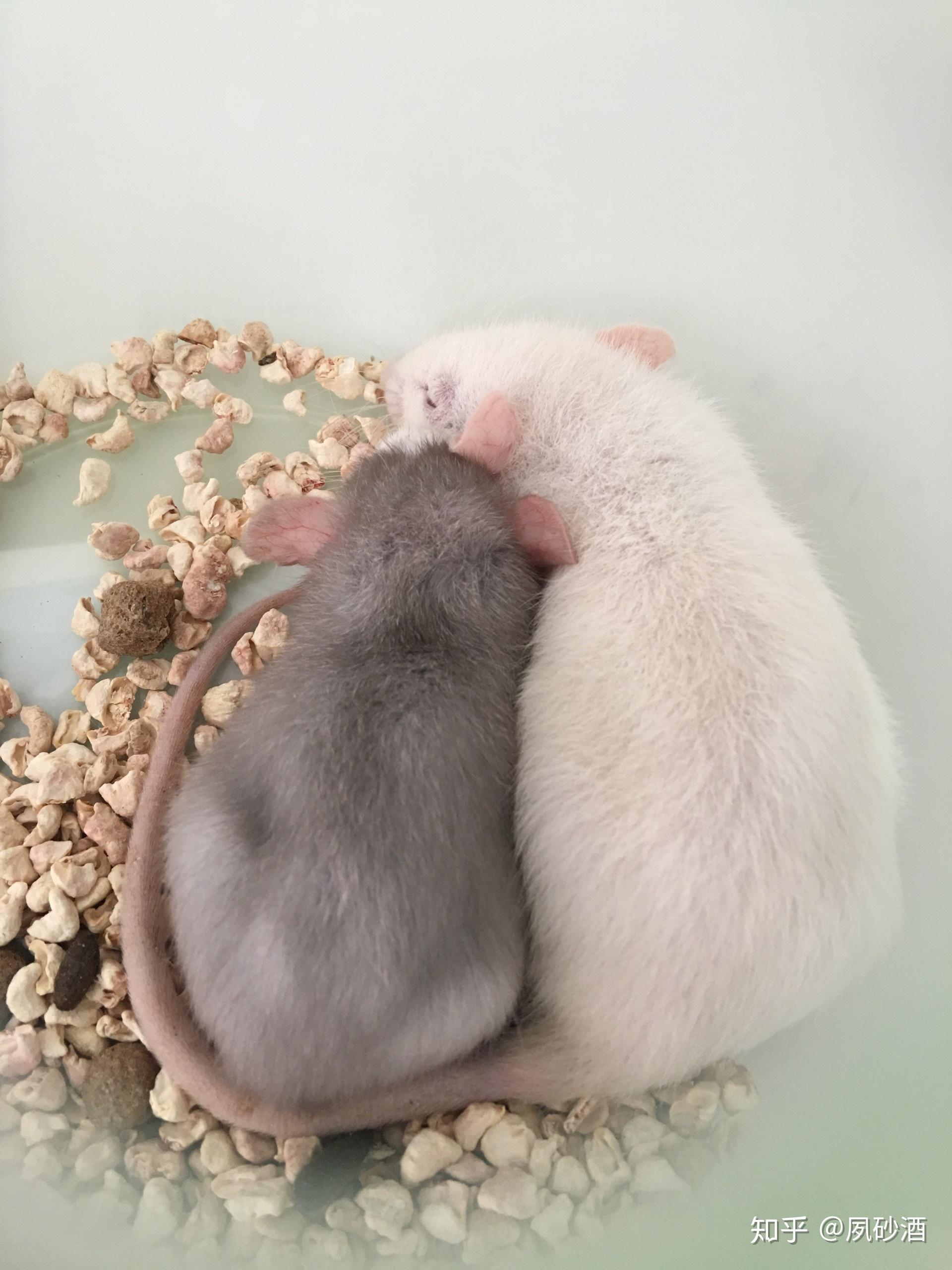 花枝鼠和仓鼠养起来有什么区别? - 知乎