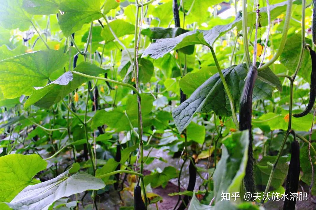 微生物菌剂为什么越来越受欢迎? - 知乎
