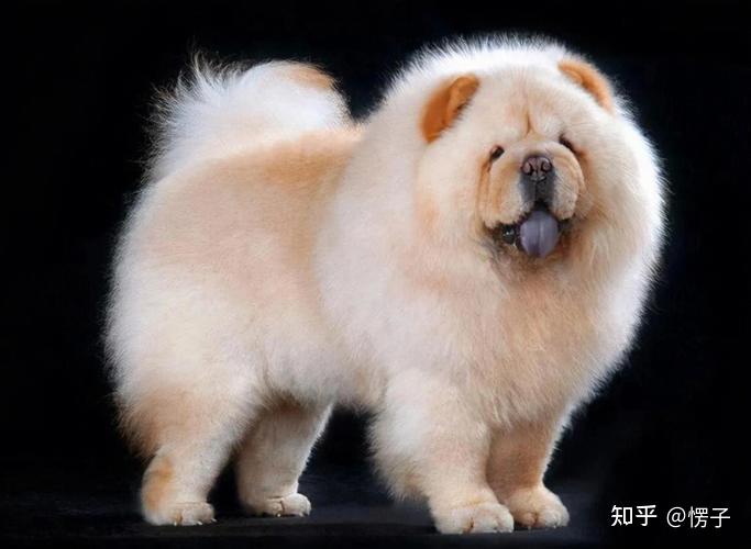 松狮犬：宝藏般存在的理想家庭宠物 - 知乎