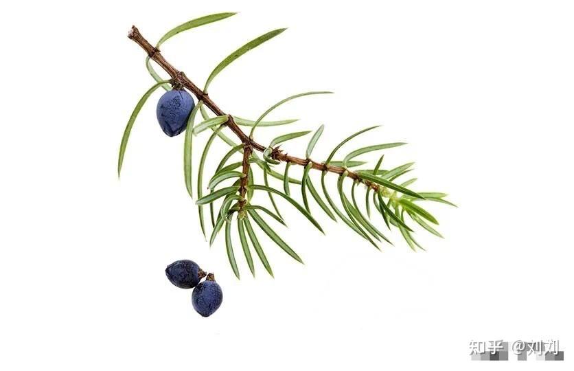 杜松浆果精油—补肾专家、植物界的清道夫 - 知乎