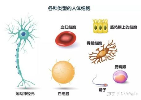 人體內的細胞種類有多少種