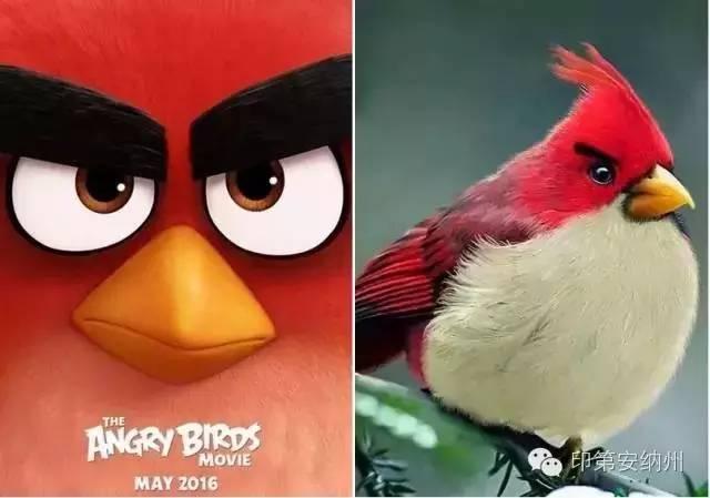 愤怒的小鸟原型,居然是只貌美的美洲鸟