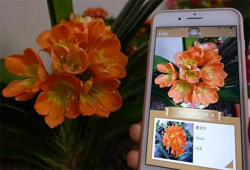 有没有拍照鉴定植物的app