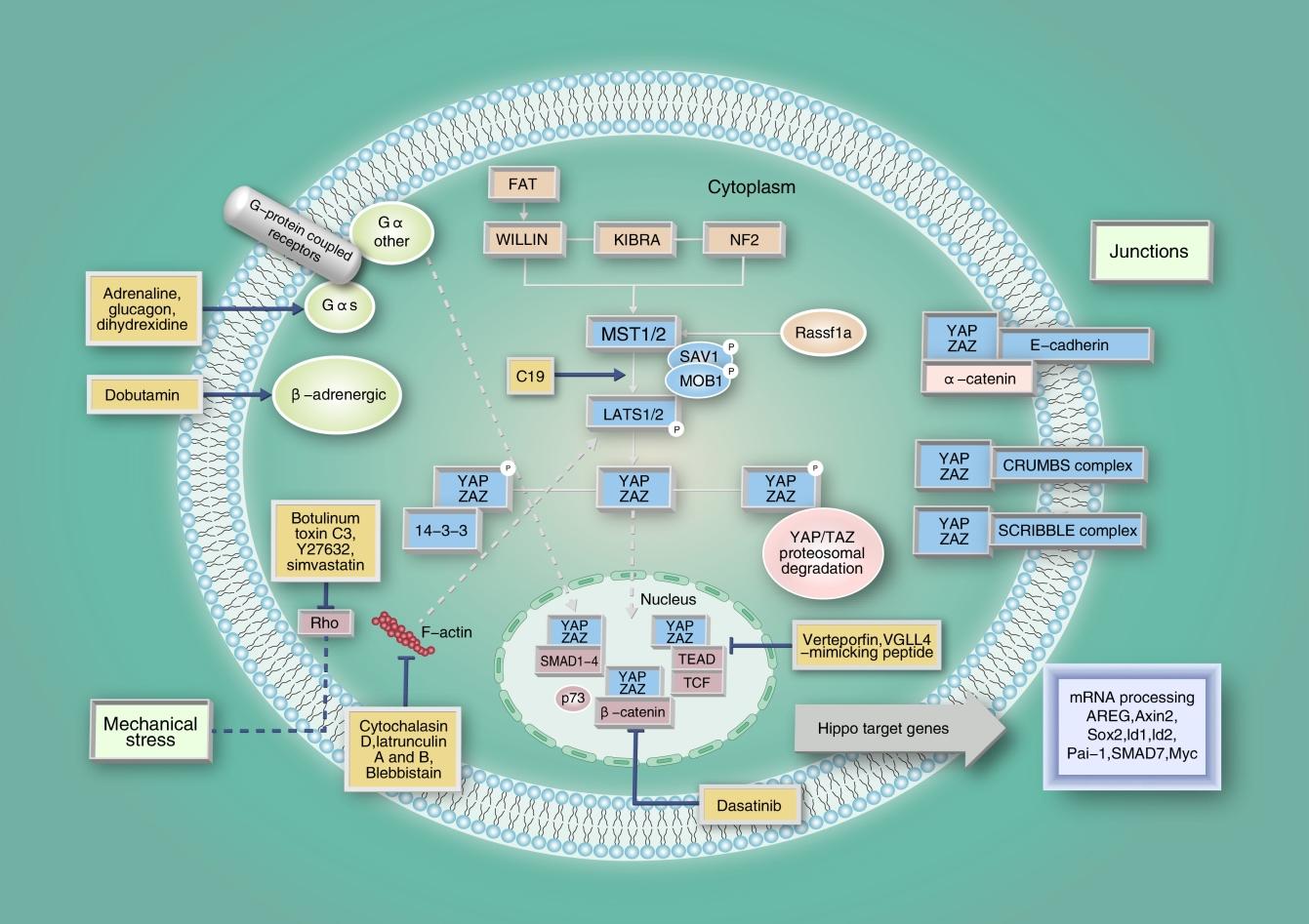 如何用ai绘制cns级别的信号通路图