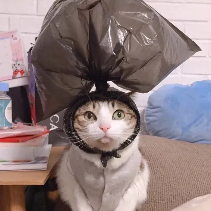 有哪些好看的情侣头像?-有哪些好看的情侣头像动漫