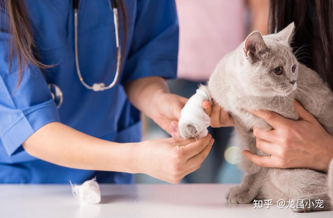 猫咪突然瘫痪?别忽视这些致命营养误区! - 知乎
