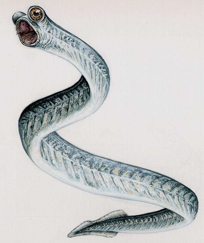 世界上存在过哪些奇特的古生物?