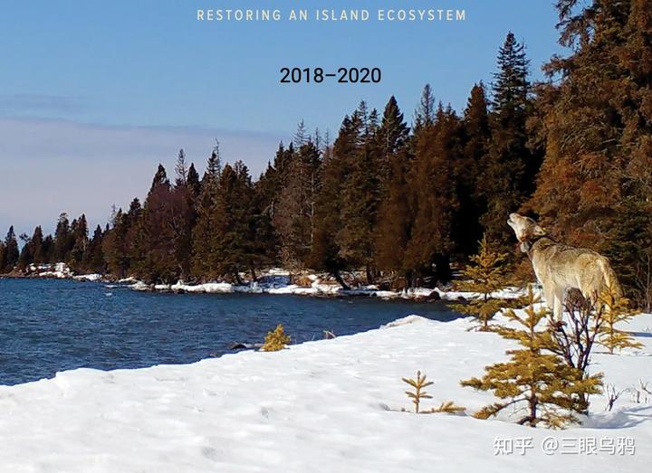 如果将 20 只狼和 500 只鹿放进同一孤岛，最后谁能活下来？