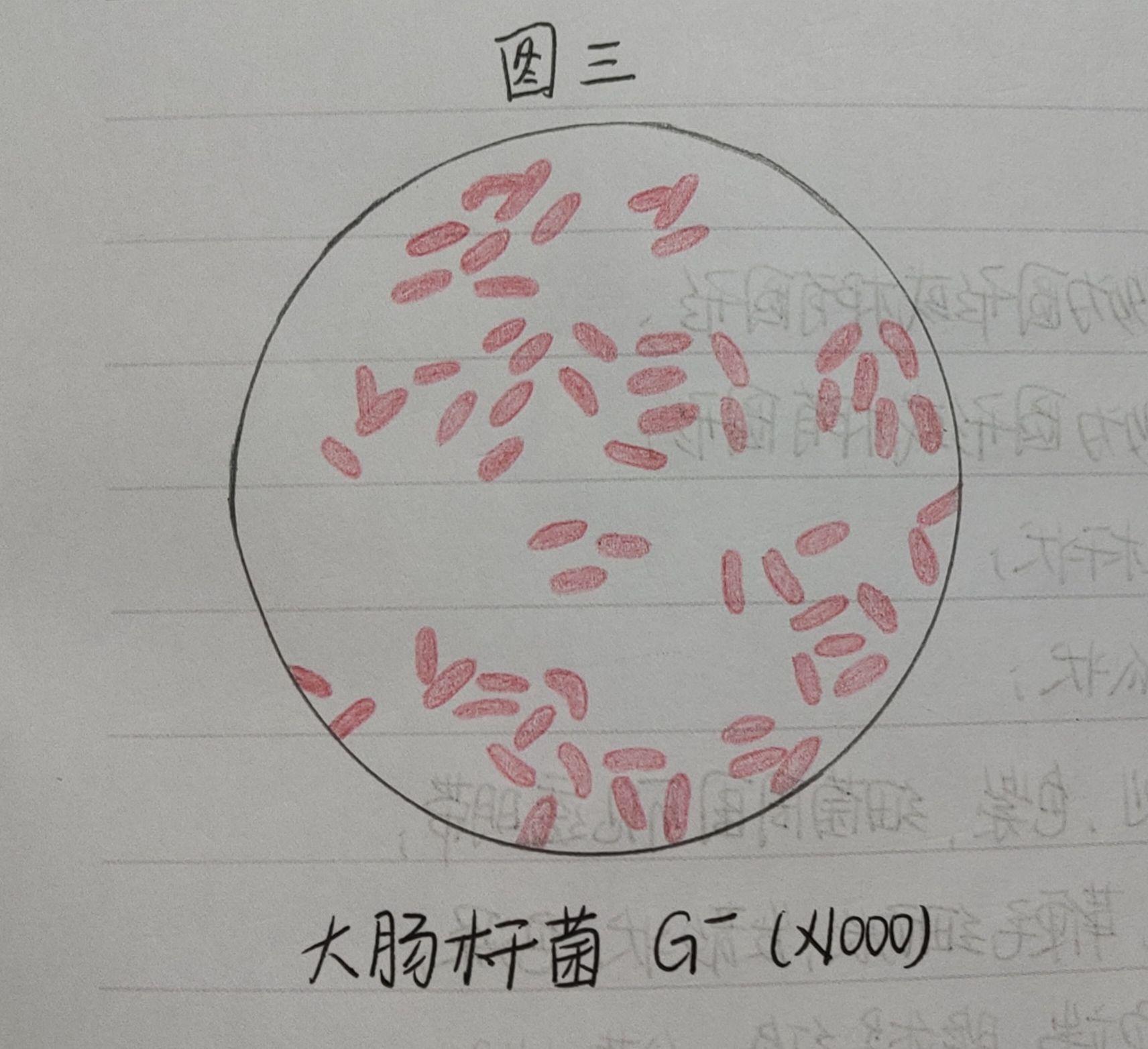 细菌三型100倍手绘图-图库-五毛网