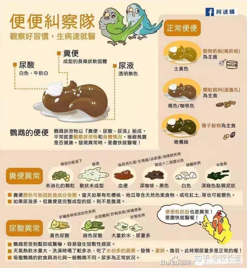 鸟粪便对照图图片