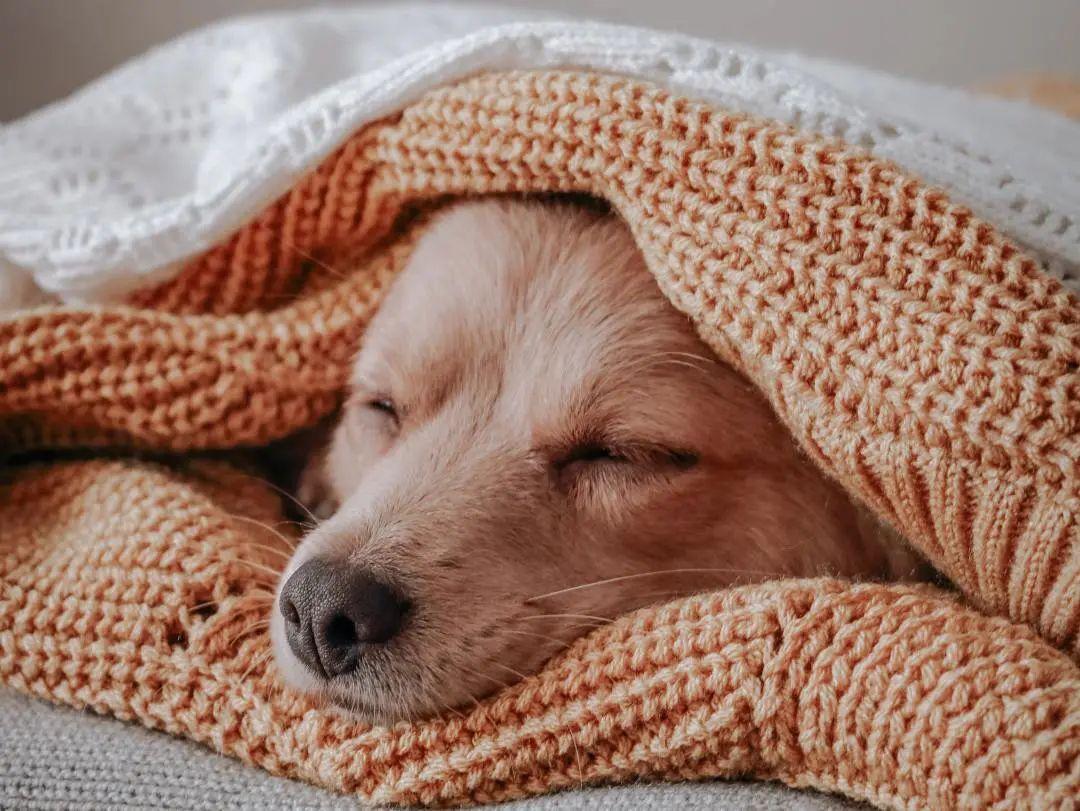 你是否有一只瞌睡猫或者呼噜犬？ - 知乎