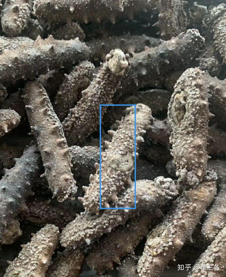 泡发的海参表面有很恶心的白点是什么东西