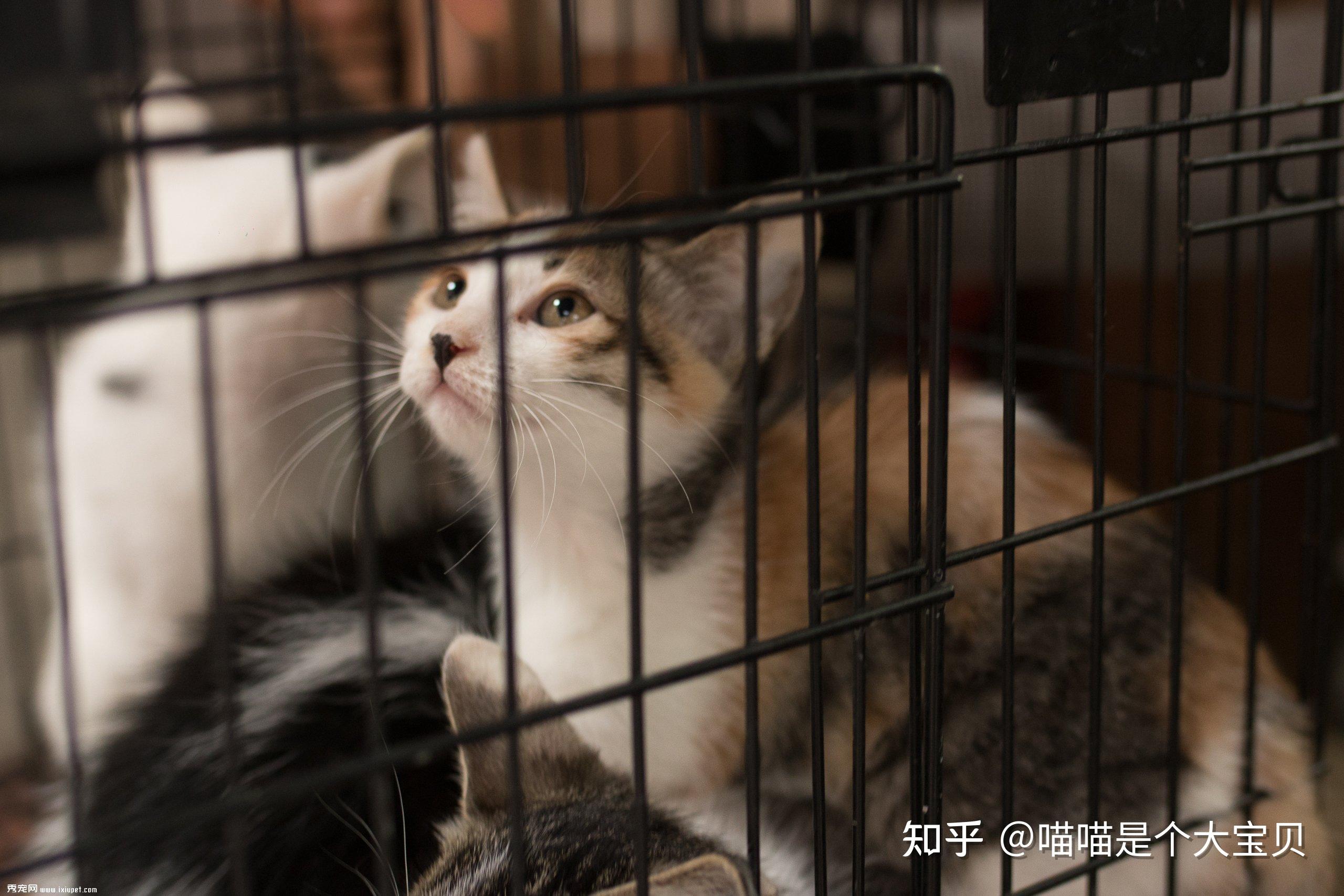 养“公猫”还是“母猫” ?老实说,区别还是很大 - 知乎