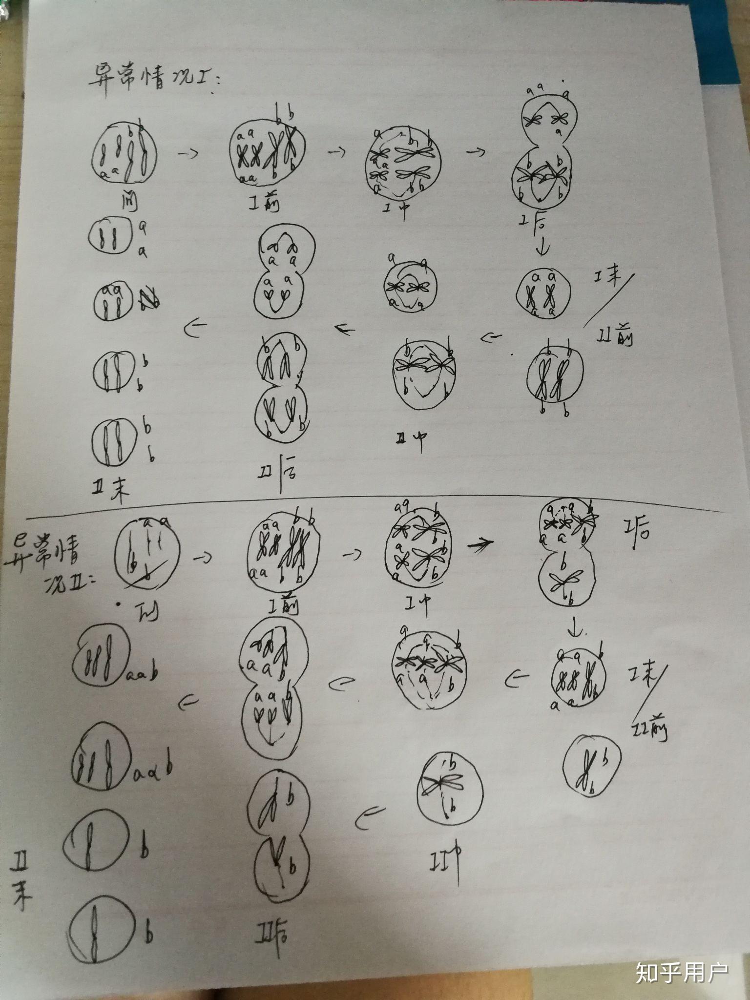 高中生物中如果减数第一次分裂时同源染色体未分开那么减数第二次分裂