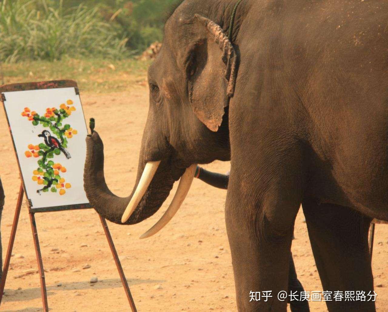 可爱大象卡通图片图片