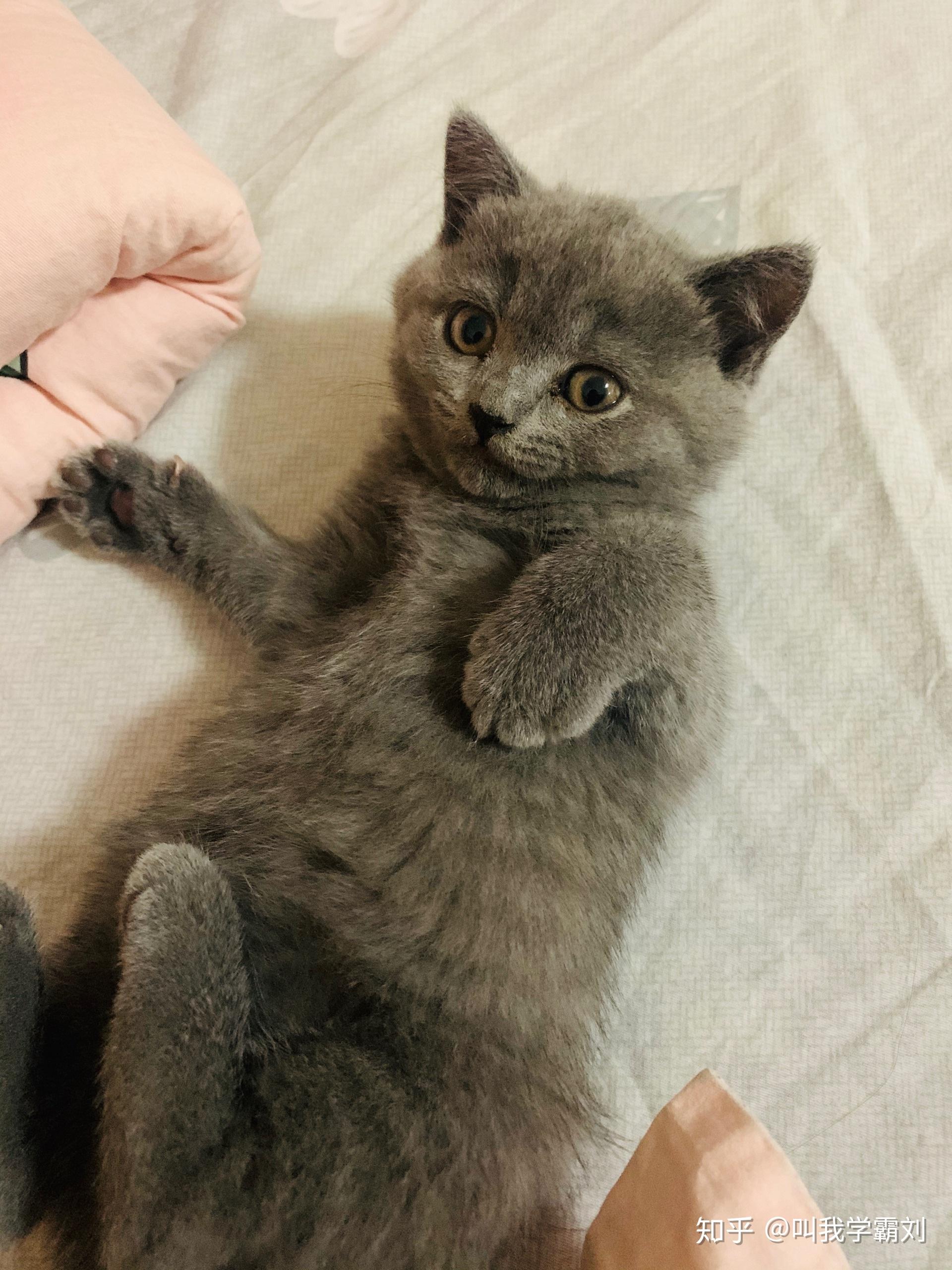 英短蓝猫到底能有多可爱