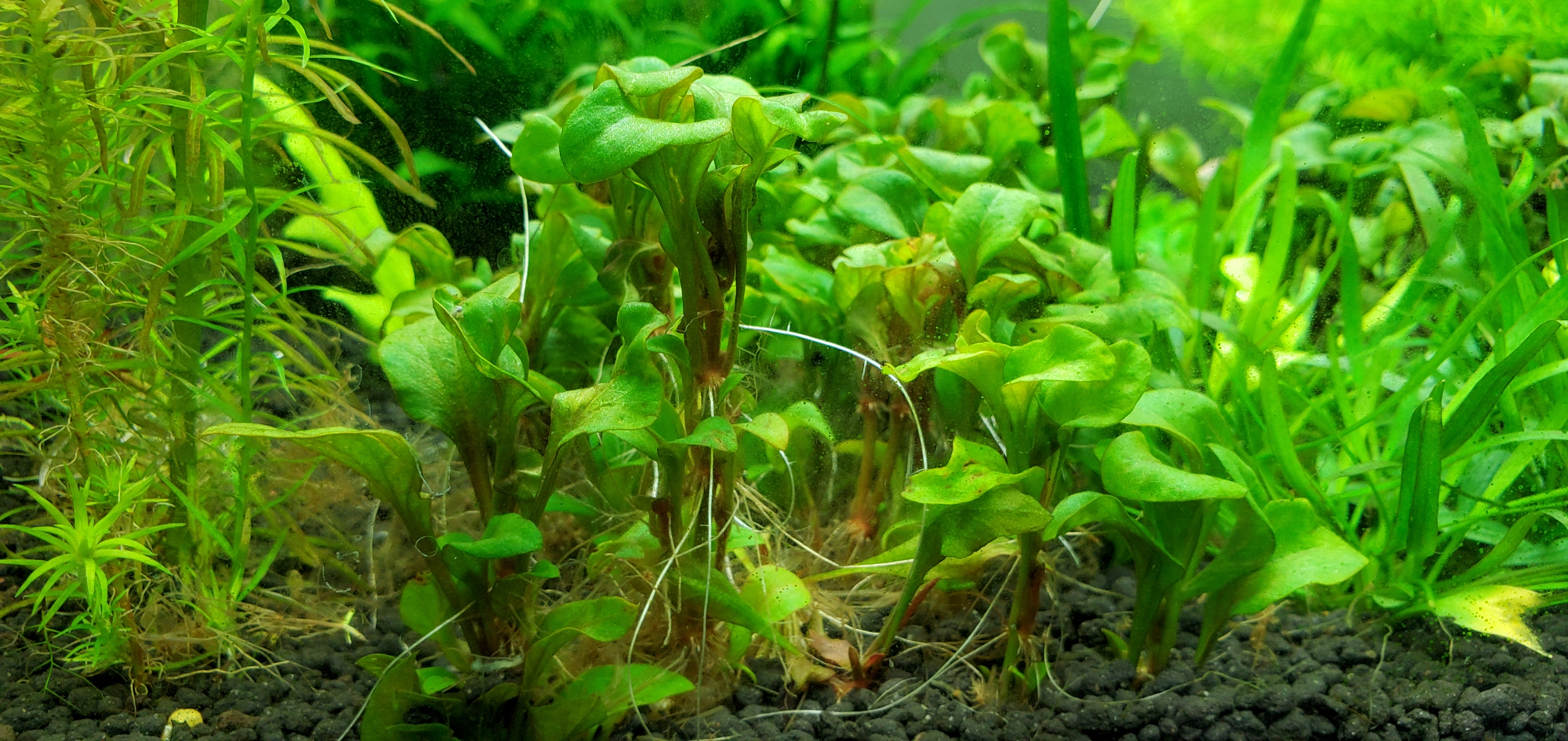 水草红波这样种可以么?