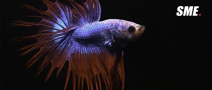 冒着被水淹死的危险 这种常见鱼进化出了奇特的呼吸器官 知乎 冒着被水淹死的危险 这种常见鱼进化出了奇特的呼吸器官 知乎