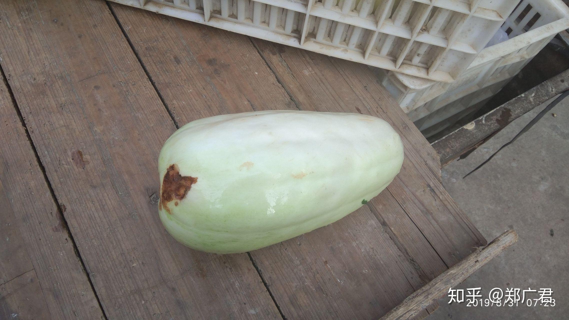 南方所说的骚瓜读音学名是什么