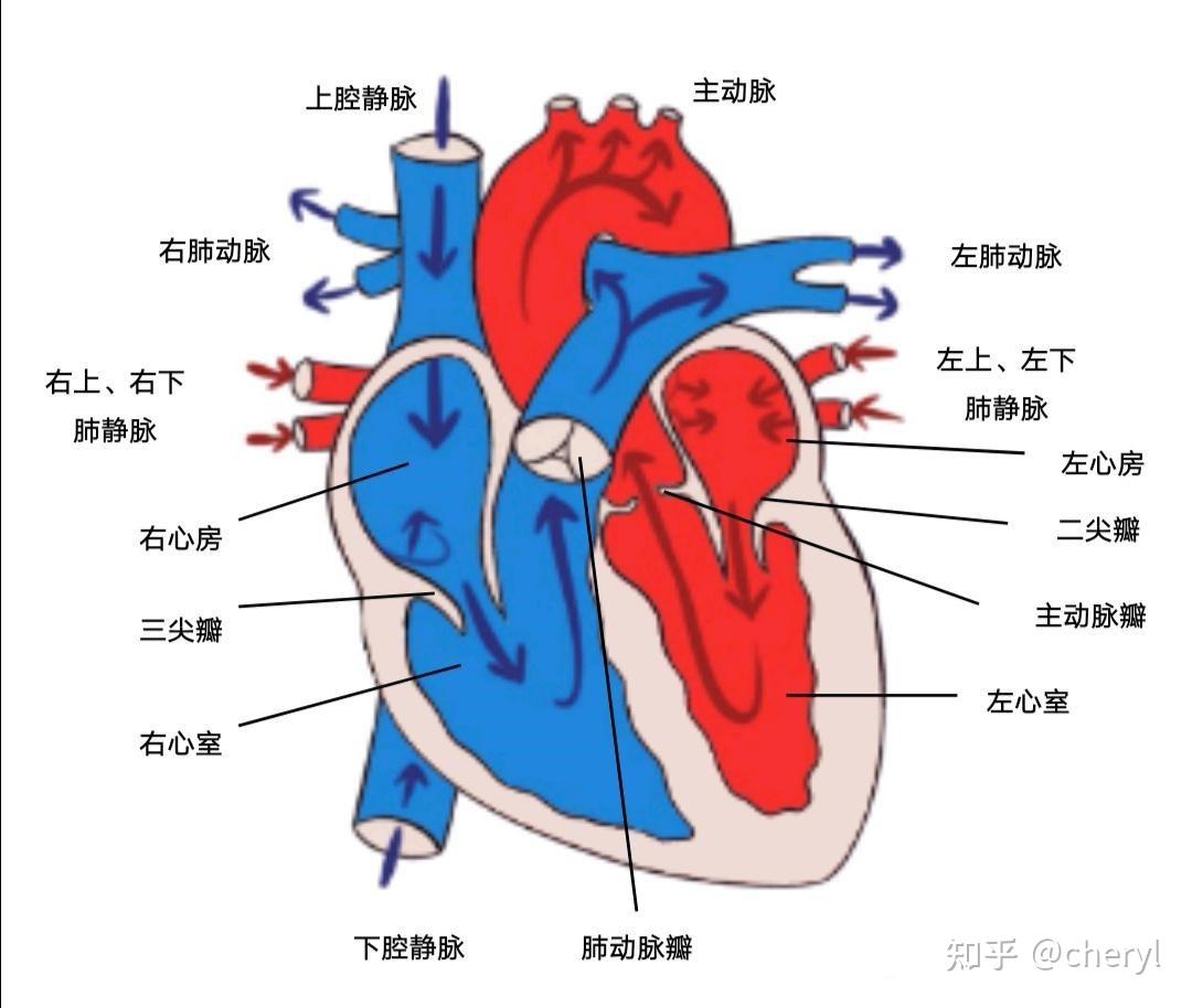 下腔静脉瓣图片