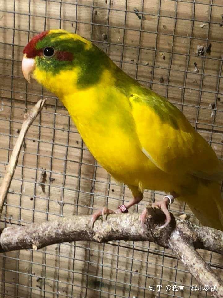 请问这只黄色红头顶的是一只什么品种的鹦鹉啊 ?