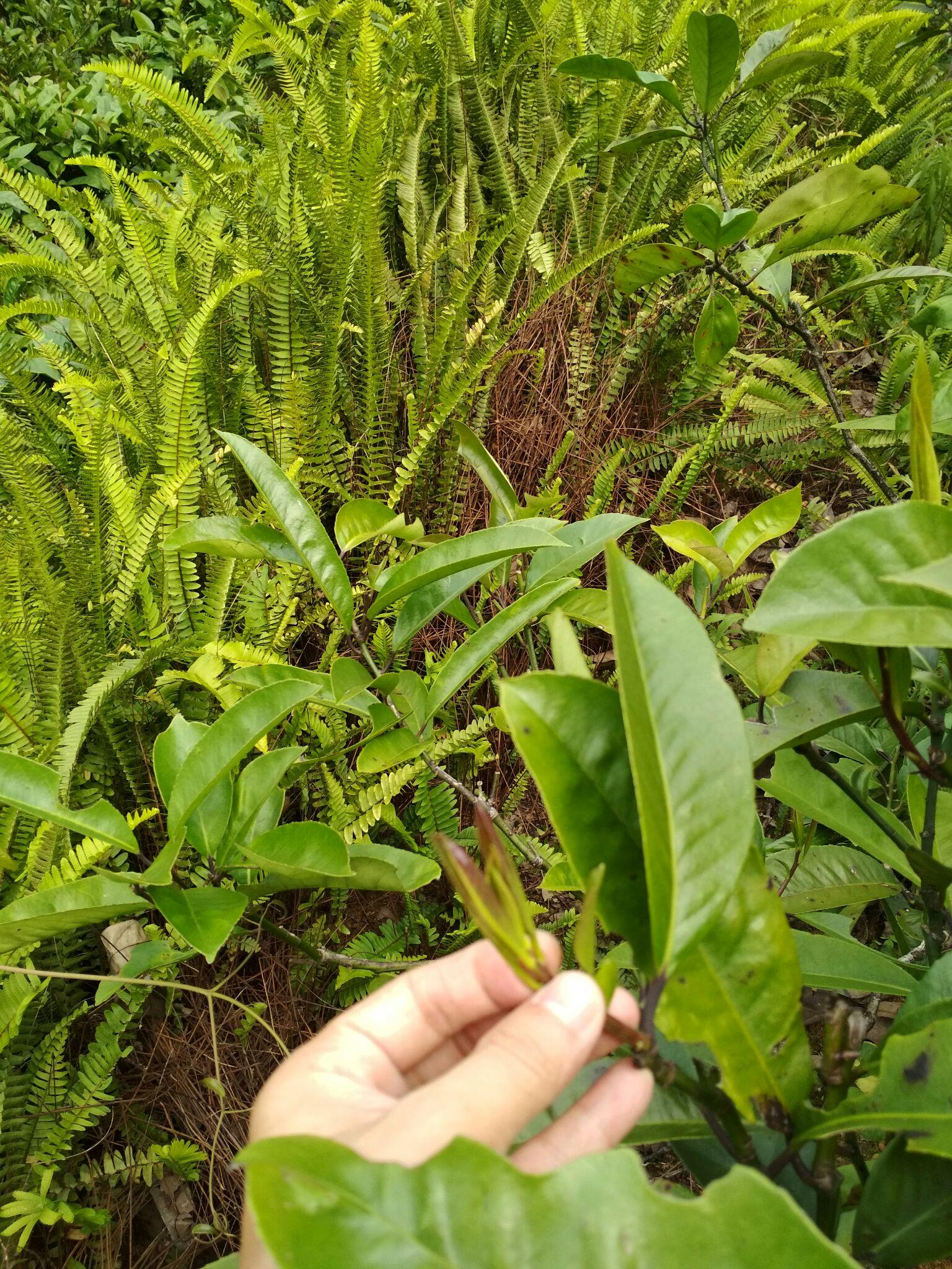 這是苦丁茶樹嗎