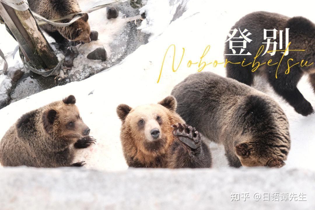 登别——世界上第一个熊博物馆所在地 - 知乎