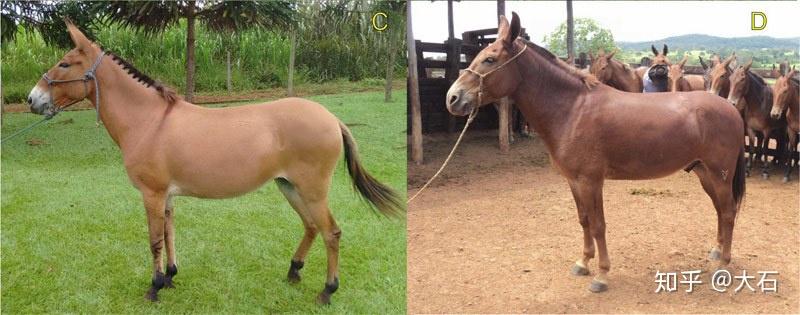 马骡和驴骡在外观上有什么区别? - 知乎