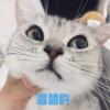 Zhihu profile picture for @platters