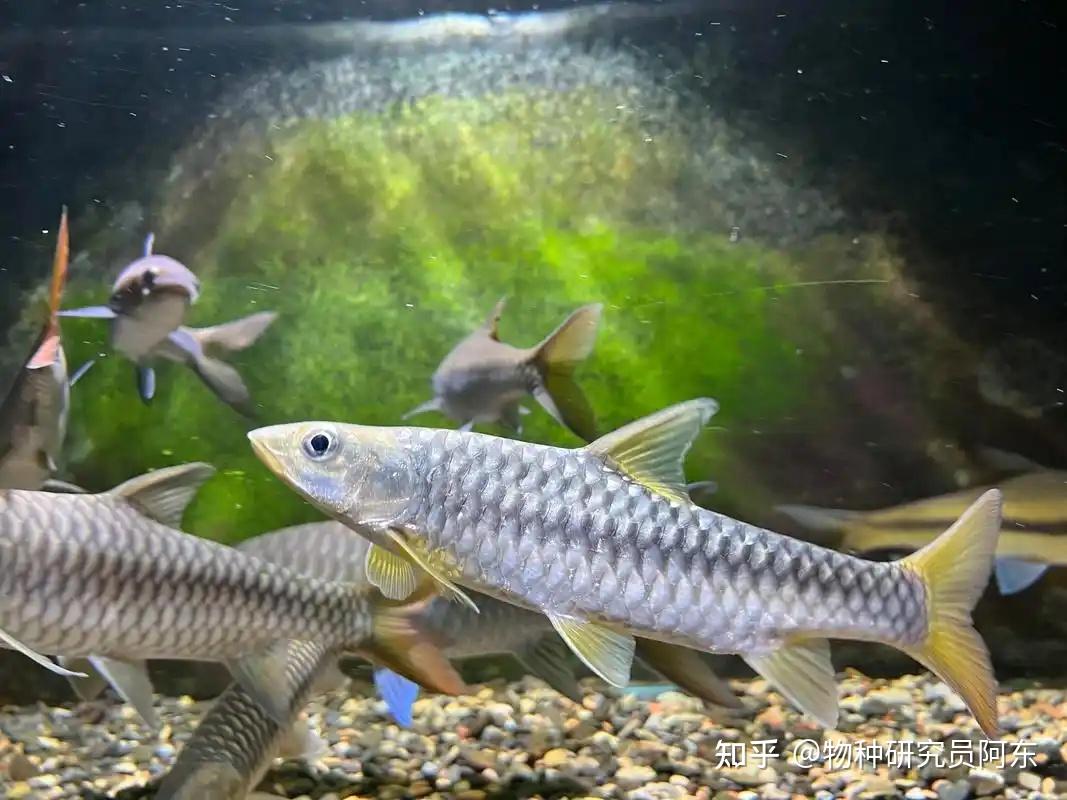 红黄蓝齐活了?吉罗鱼大盘点Cyprinidae(结鱼属) - 知乎