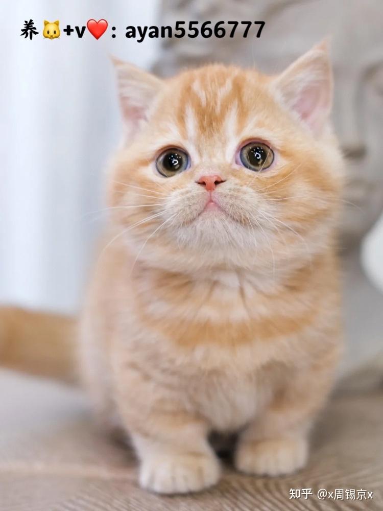 土猫是什么猫 - 知乎