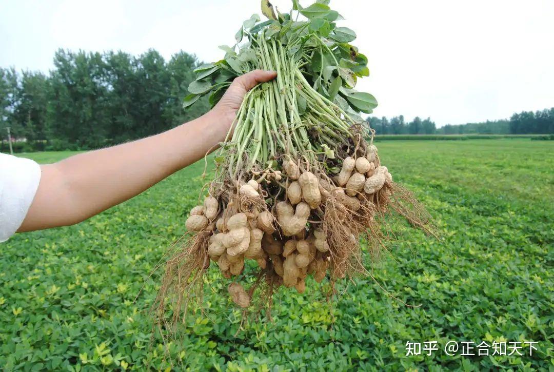从土里拔出来的花生并不是从根部长出来的? - 知乎